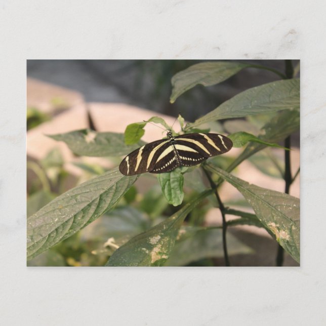 Butterfly # 22 postcard (Front)