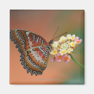 butterfly 2 magnet