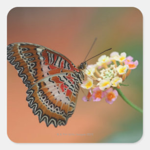 butterfly 2 square sticker