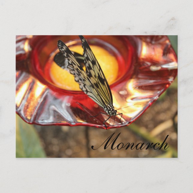 Butterfly # 45 postcard (Front)
