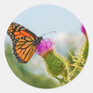 Butterfly - All hail the monarch Classic Round Sticker