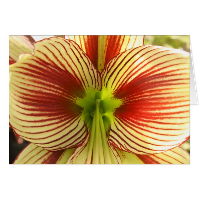 Butterfly Amaryllis (Front Horizontal)