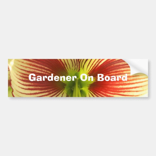 Butterfly Amaryllis Bumper Sticker (Front)