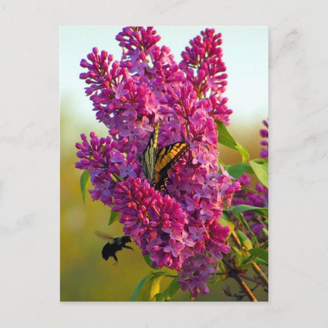 Butterfly and Bee on Lilac Postcard (Front)