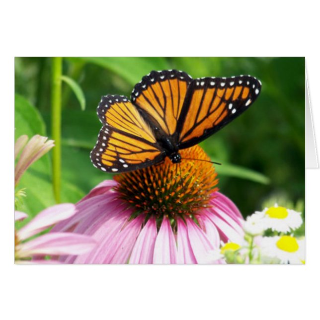 Butterfly and Cone Flower (Front Horizontal)