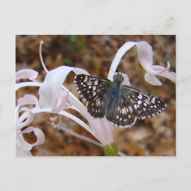 Butterfly and Dancing Flower Postcard (Front)