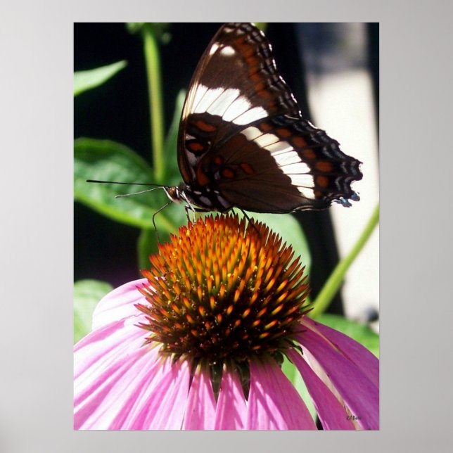 Butterfly and Echinecea 92 Poster (Front)