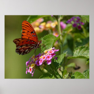 Butterfly and Lantana Poster