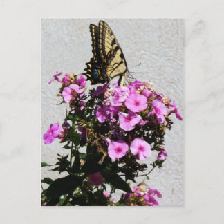 Butterfly and Morning Glories Postcard