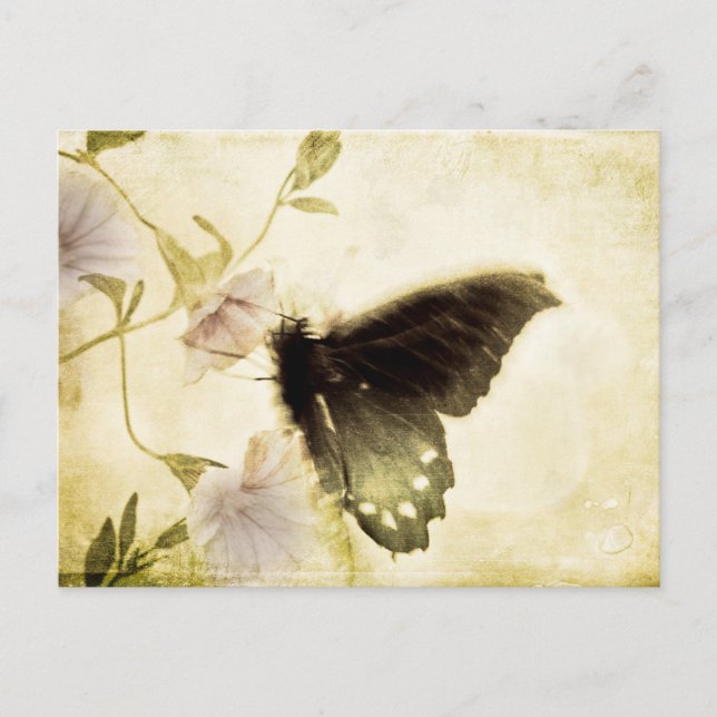 Butterfly and Morning Glory Postcard (Front)