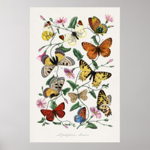 Butterfly and Moth Painting by Paul Gervais Poster
