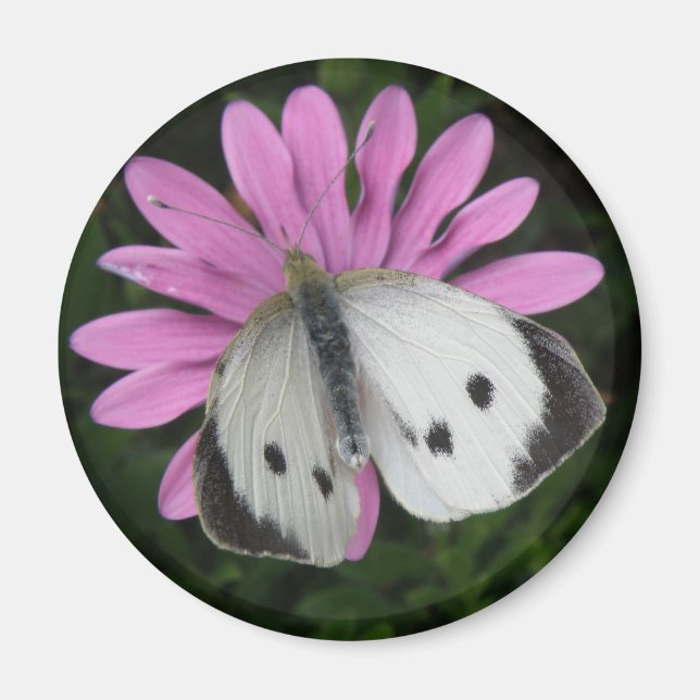Butterfly and Pink Flower Magnet (Front)