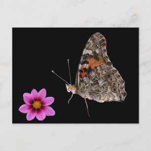 Butterfly and Pink Flower Postcard