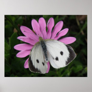 Butterfly and Pink Flower Print