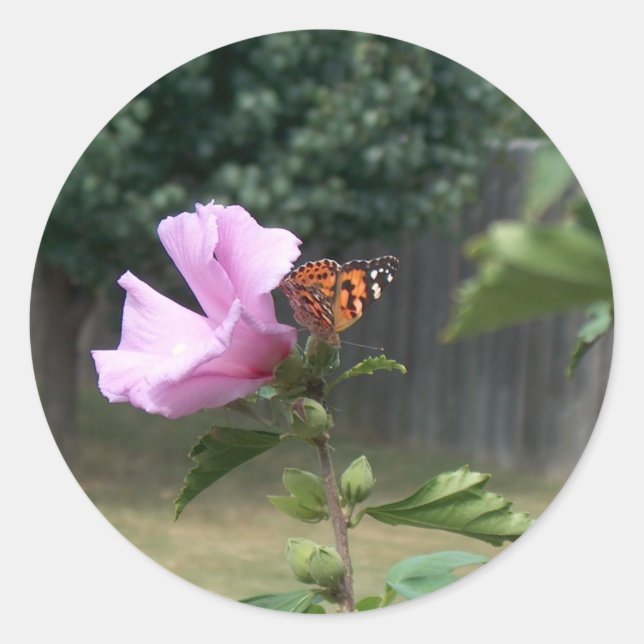 Butterfly and Rose of Sharon Classic Round Sticker (Front)