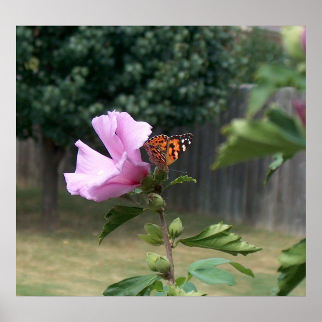 Butterfly and Rose of Sharon Poster / Print (Front)