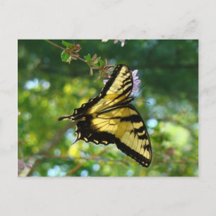 Butterfly and Sky Postcard