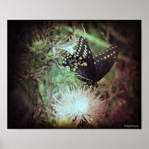 butterfly and Thistle Poster