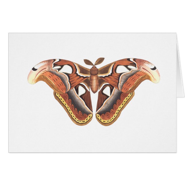 butterfly animal insect isolated (Front Horizontal)