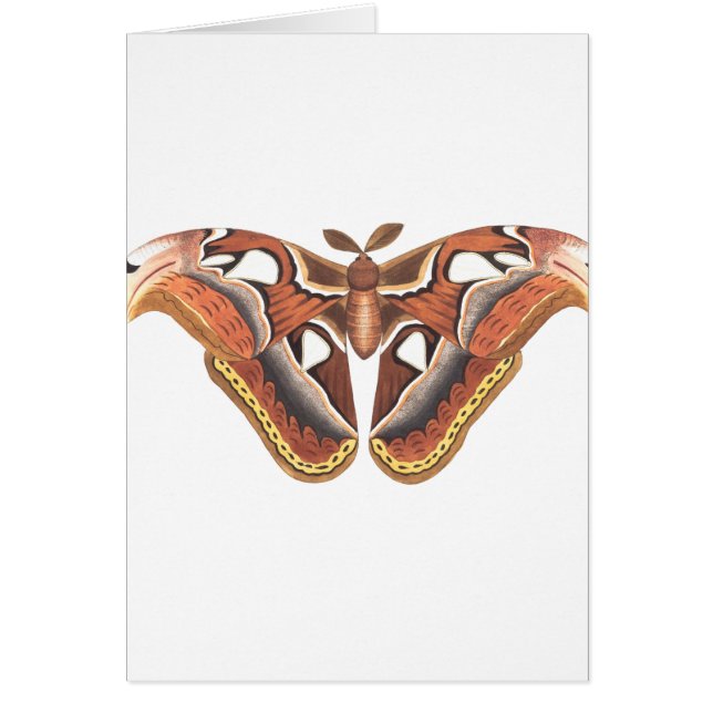 butterfly animal insect isolated (Front)
