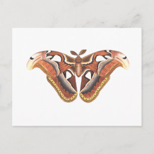 butterfly animal insect isolated postcard