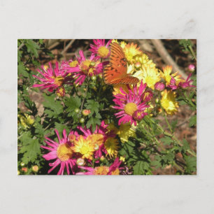Butterfly at Bellingrath Gardens Postcard