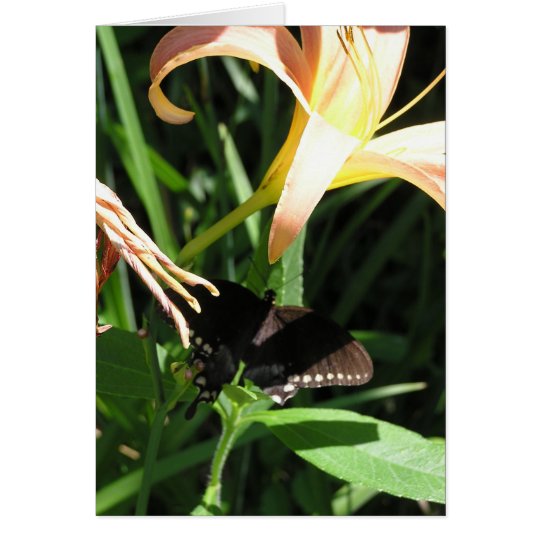 Butterfly at Rest Card