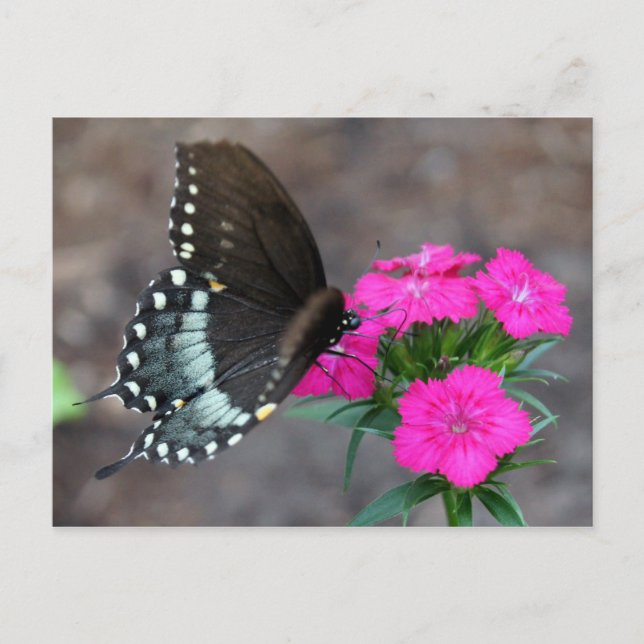 Butterfly Beauty Postcard (Front)