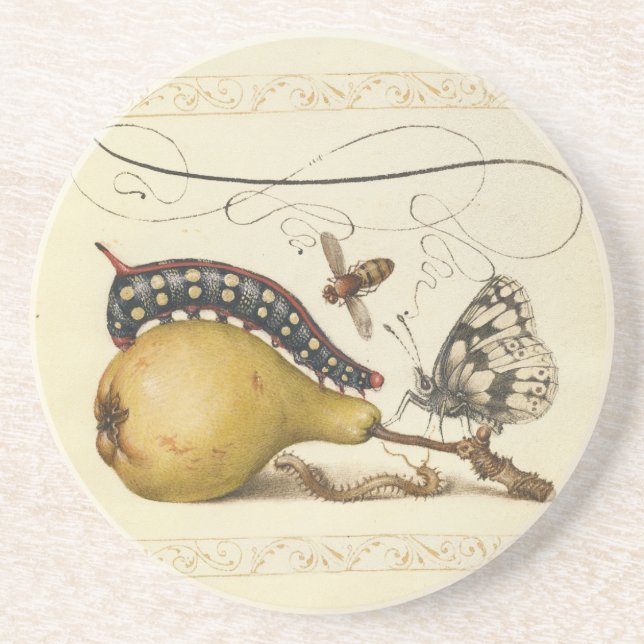 Butterfly Bee Fruit Insect Illustration Coaster (Front)