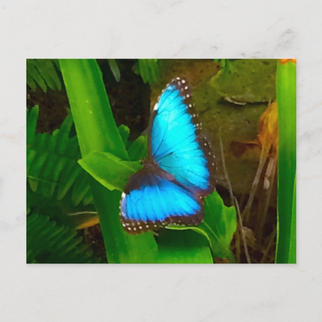 Butterfly Blue Close Up Postcard (Front)