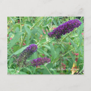Butterfly Bush Buddleja Davidii Floral Postcard