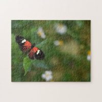 Butterfly Butterflies Nature Photography Garden