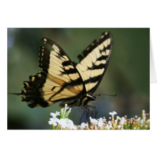 "butterfly" by Larry Coressel