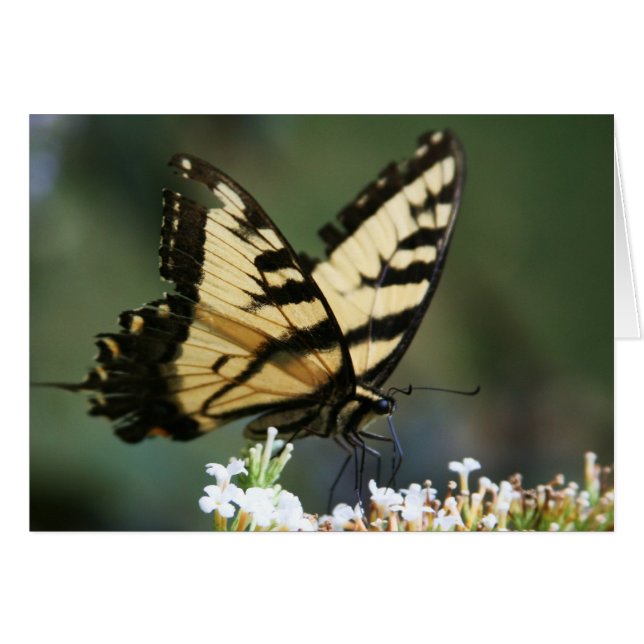 "butterfly" by Larry Coressel (Front Horizontal)