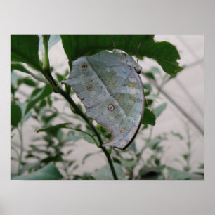 Butterfly Camouflage Print