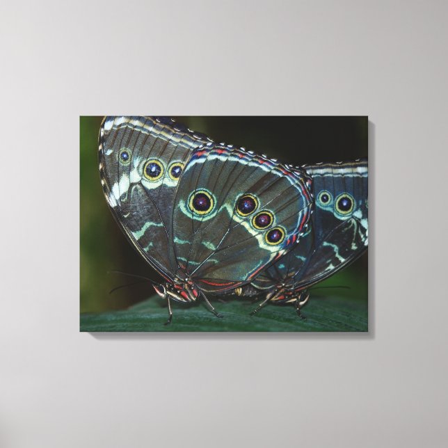 Butterfly Canvas Print (Front)