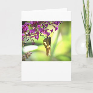 Butterfly, card