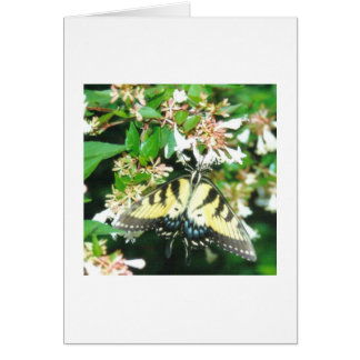 Butterfly card