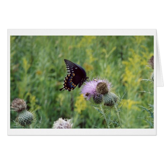 Butterfly Card
