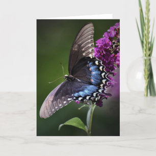 Butterfly, card