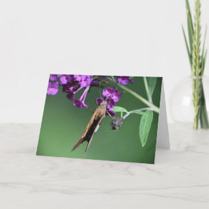 Butterfly, card