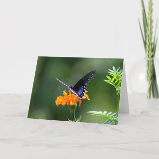 Butterfly Card
