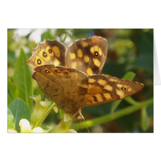 Butterfly Card (Front Horizontal)