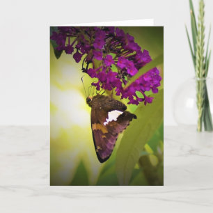Butterfly, card
