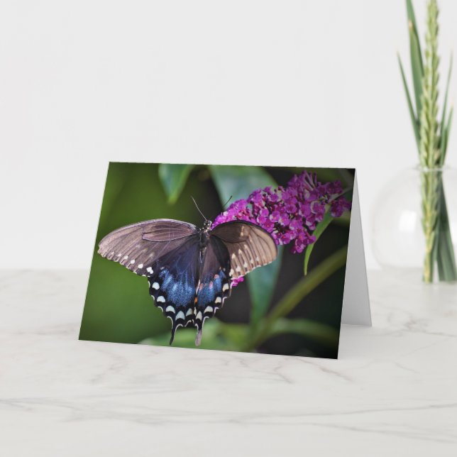 Butterfly, card (Front)