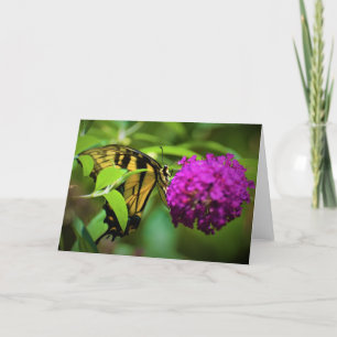 Butterfly, card