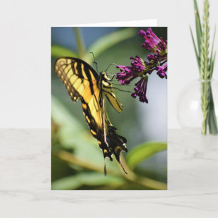 Butterfly, card