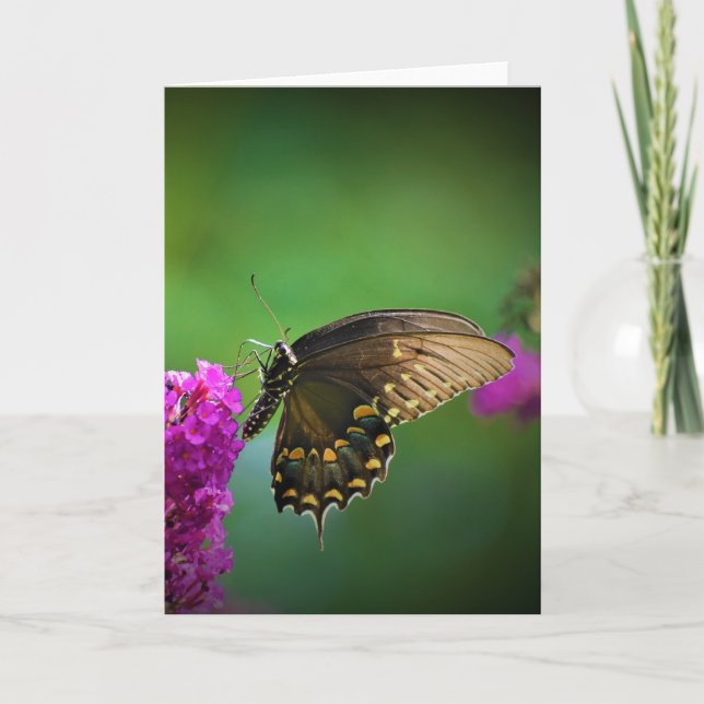 Butterfly, card (Front)
