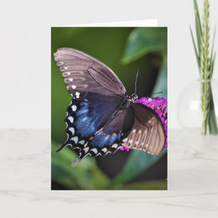 Butterfly, card