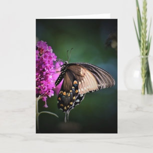 Butterfly, card